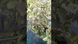 Amrudh Pilant Peless Dosto ek tech kar do gardan shortvideo youtube [upl. by Akaenahs]