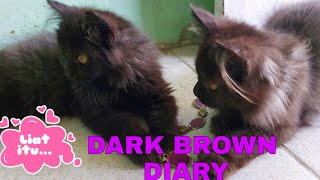 Dark brown Diary [upl. by Ainahtan]