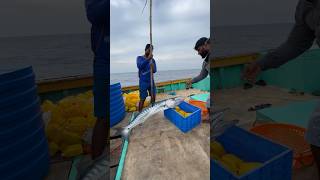 Longline fishing  இந்த மீனுக்கு எங்க ஊரில் கொடுவானு பெயர் உங்க ஊர்ல என்ன பெயர் comment பண்ணுங்க [upl. by Dory]