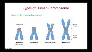 Chromosome Types and Karyotyping [upl. by Virendra915]