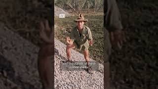 quotAboriginal people did eat the odd one or two” 😮🐚  Bush Tucker Man  Shorts  ABC Australia [upl. by Khalsa]