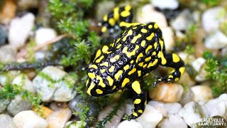 Southern Corroboree Frogs answer keeper’s call [upl. by Abehshtab]