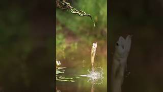 🐍 Cobra se Fazendo de Isca para o Peixe  cobra pesca pescador amazonia fypage viralvideo [upl. by Ahsilla497]