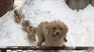 quotPleasequot hungry puppies line up in the cold snow waiting for their mothers to beg for some food [upl. by Bristow]