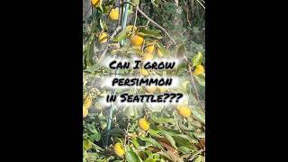 Growing Persimmon in Seattle shorts shortvideo gardening persimmon japanese diy [upl. by Catlee]