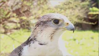 Herbert the saker falcon [upl. by Adleme]