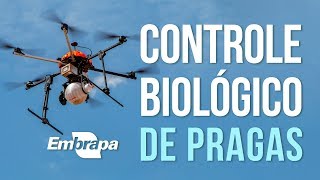 Controle Biológico de Pragas [upl. by Nanete]