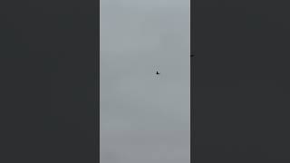 Great Cormorant Flying On A Cloudy Day In Mid November birds avian nature [upl. by Kappel]