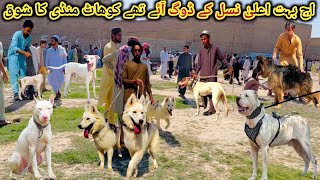 Pakistan ki sab sy mashoor kohat dog mandi ka visit [upl. by Gievlos]