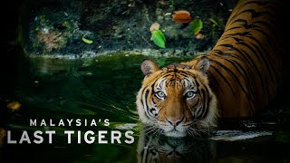 Malaysias Last Tigers  Documentary [upl. by Anaiv]