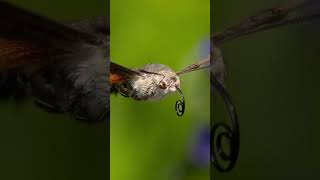 Camouflage and Mimicry The Only Hummingbird In the Whole of Europe [upl. by Ardyaf]