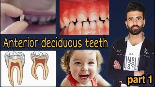 شرح ال deciduous teeth  البارت الأول [upl. by Frymire]