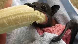 Humphrey the bat eats a banana [upl. by Ruenhcs]