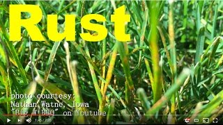 How To Get Rid Of Rust DiseaseFungus In The Lawn [upl. by Oirromed83]