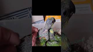 blue front amazon parrots 2024 birds parrotshortsvideo [upl. by Him309]