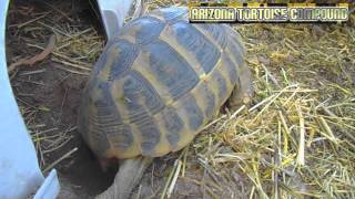 Hermanns Tortoise Laying Eggs [upl. by Lerrad]