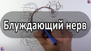 Блуждающий нерв  nervus vagus вагус  medunivercom [upl. by Nottarts]