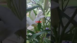 LiliumLilium CandidumLiliaceaeplants garden phoolbnanekatarika [upl. by Eelah]