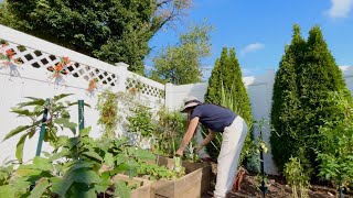 Replanted Spring Onions and Pineapple 🍍  Harvesting Sweet Potato 🍠 Tops amp tomatoes 🍅 [upl. by Affer72]