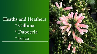 Heaths and Heathers  Calluna Daboecia and Erica [upl. by Eckart]