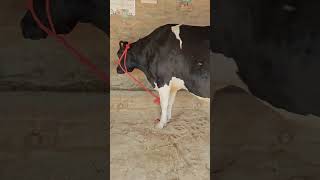 Best cow for sale in jammu dairy milk bass bassboosted beats milkfed buffalomilk milkbooth [upl. by Saidee]