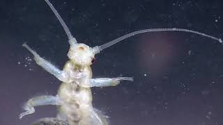 Plecoptera Steinfliegennymphe Ellerbach Eifel Germany [upl. by Ryan]