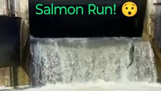 Salmon Run 😳 Heading Upstream salmonrun nature fishing livestream [upl. by Ralat]