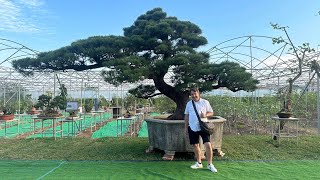 A visit to Baowen Bonsai Garden [upl. by Atinele]