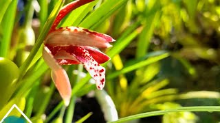 max ten  maxillaria tenuifolia fragrantflowers coconutorchid [upl. by Fredkin]