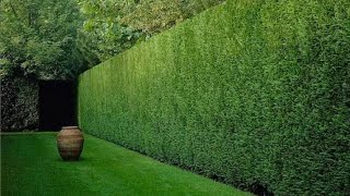 كونوكاربس بزرومياConocarpus  Bacteroidesلعمل اسوار لتحديد الحدائق To make fences to define gardens [upl. by Amahs]