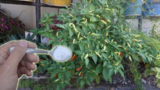 How To Make Baking Soda Pesticide and Fungicide Spray  Gardening Tips [upl. by Omissam]