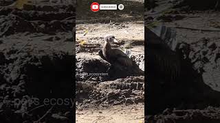 quotBaby Cormorant Playing with Dirt in Hospital Parking Area Birds Crowquot [upl. by Aiciled]