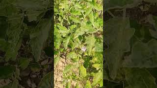 Spraying pesticide for Pest control  Pest control [upl. by Fannie]