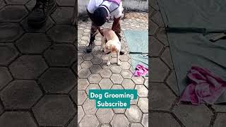 Dog ko grooming k se karenhow grooming dogGrooming time tablesubscribe channel [upl. by Aneehsit]