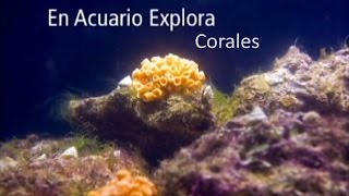 Corales mucho más que colores vivos y hermosos  Acuario  Parque Explora [upl. by Annhoj]