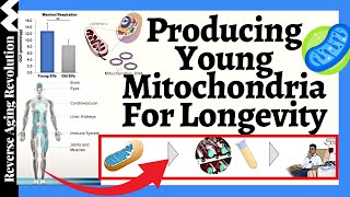 Producing Young Mitochondria Accessible For Everyone  Mitochondrial Transplantation For Longevity [upl. by Marr]