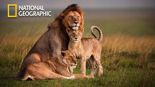 African Wildlife  The Mighty Lion Pride of Luangwa Valley  Full Documentary [upl. by Edak]