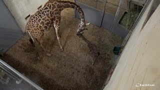 Giraffe Birth 2021 [upl. by Cromwell136]