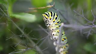 Black swallowtail caterpillar [upl. by Sherwood]