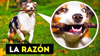 21 Cosas que hacen los PERROS y su Significado [upl. by Letnom]