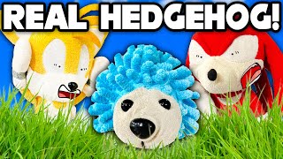 Sonic the REAL Hedgehog  Sonic and Friends [upl. by Dryfoos]