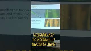 DAMSELFLY IS THIS KAAWAY O KAKAMPI fypyoutube farmer fypシ゚viral [upl. by Heiney]