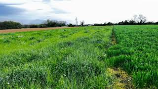 Terreno Agricolo in Vendita a Madone BG [upl. by Adnohr]