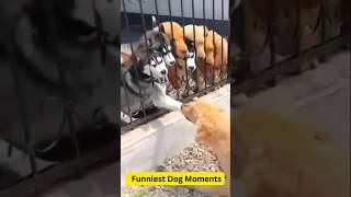 Funniest Dogs of 2024  Hilarious Dog Moments You CantMiss 🐶😂 FunnyDogs Dogs2024 CuteAndFunnyquot [upl. by Acissey101]