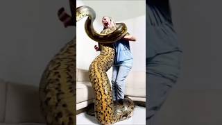 অ্যানাকোন্ডা সাপের জানা অজানা তথ্য 🐍 Fact About Anaconda snake 😱 shorts [upl. by Ahseinat]