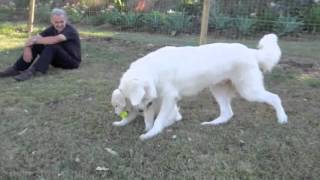 Maremma pup playing from 8 weeks to 8 months old [upl. by Madeleine]