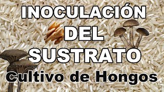 EP02🍄COMO CULTIVAR HONGOS COMESTIBLES EN CASA 🍄INOCULACIÓN DEL SUSTRATO PASO A PASO🍄 [upl. by Meesaw]