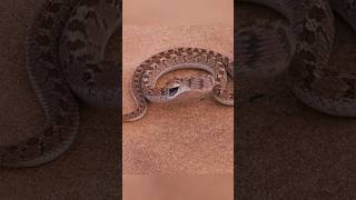 Dasypeltis the nonvenomous snake of Africa wildanimals snakes [upl. by Naeruat]