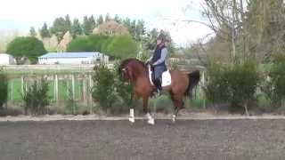 Hilkens Denali  Licensed German Pony Stallion [upl. by Juan]