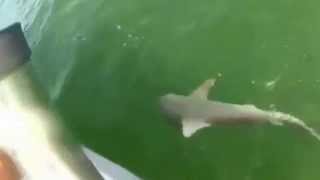 part 04  Grouper eats 4ft shark in 0ne bite funny video [upl. by Akemahs710]